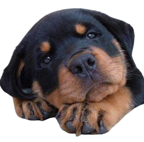 Cachorro fofo