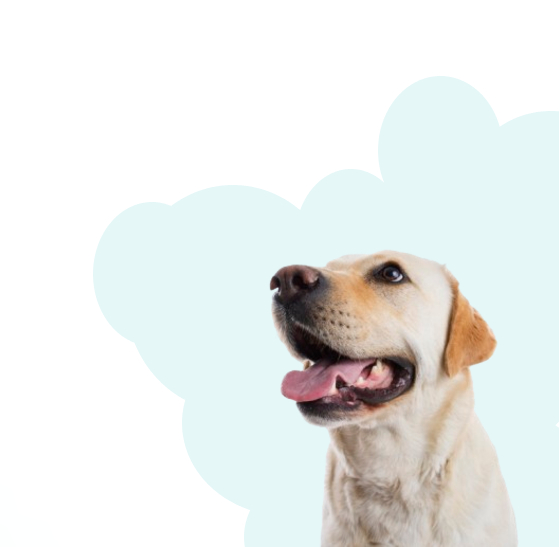 Cachorro feliz
